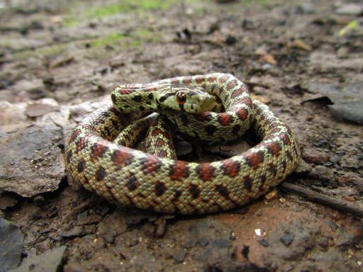 A dangerous European Ratsnake during daytime in Malta