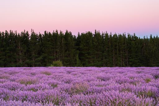 A beautiful view of a lavender field against a backdrop of an evergreen forest and a pink sky