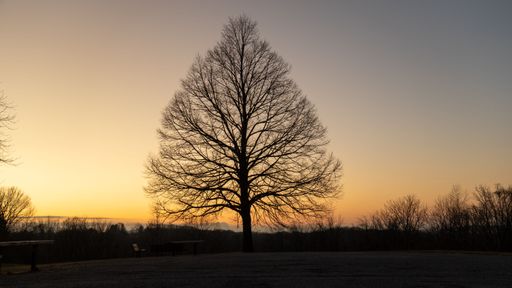A solitary tree silhouetted against a vibrant sunset sky in a tranquil park setting.