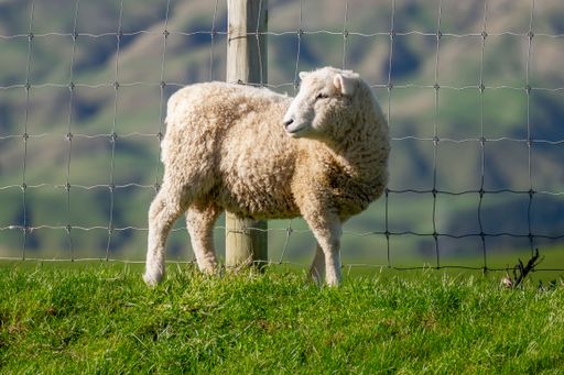 A sheep standing on a grassy hill near a wire fence with a blurred mountain background.