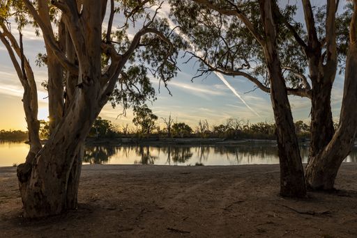 The Murray River Eucalyptus trees and Pelicans during the beautiful sunset
