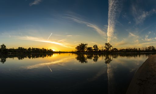 The Murray River Eucalyptus trees and Pelicans during the beautiful sunset