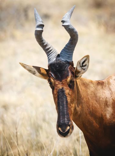 Close-up of a hartebeest in a grassy savanna, showcasing its distinctive twisted horns and rich brown coat.