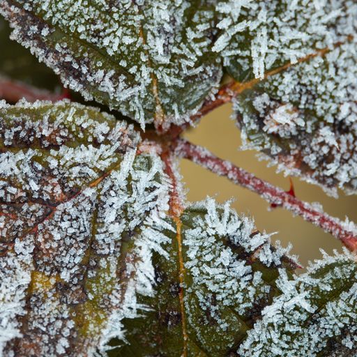 Close-up of frost-covered leaves with intricate ice crystals, showcasing winter's beauty in nature.