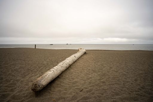 A selective focus of driftwood on the sandy shore under a cloudy sky