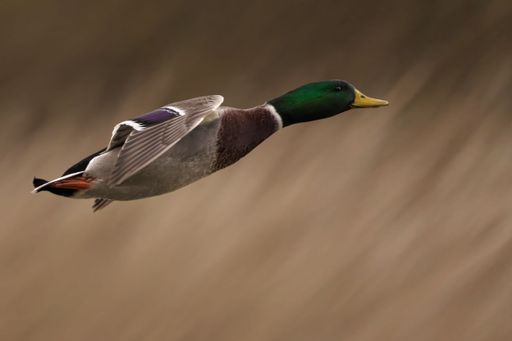 A mallard duck in flight with blurred background, showcasing vibrant plumage and dynamic motion.