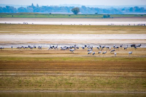 Cranes at the Lac du der in France, Wetland water birds