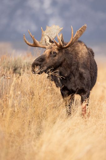 A majestic moose standing in a grassy field with a blurred mountain background.