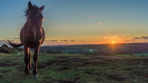 A horse standing in the field with the sunset on the background
