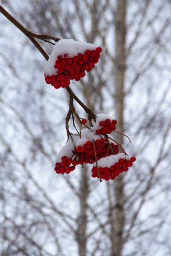 A vertical shot of rowan berries covered with snow hanging on a tree branch