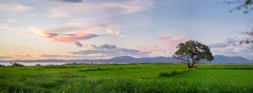 A large green landscape with a single tree during sunset, beautiful wallpaper