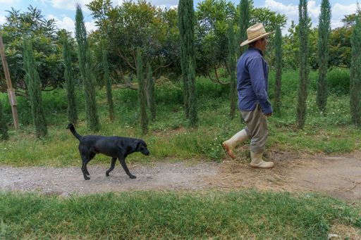 A Hispanic man and his dog walking in an agricultural field