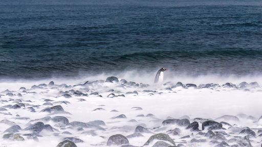 A lone southern gentoo penguin (Pygoscelis papua) walks through blowing snow and sea spray on Half Moon Island in the South Shetlands, Antarctica.