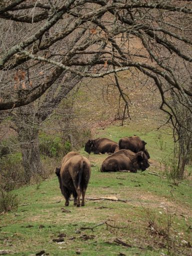 A herd of bison resting under bare trees in a natural setting, showcasing wildlife in their habitat.