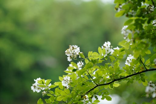 A closeup shot of a twig with leaves and small white flowers on a green background