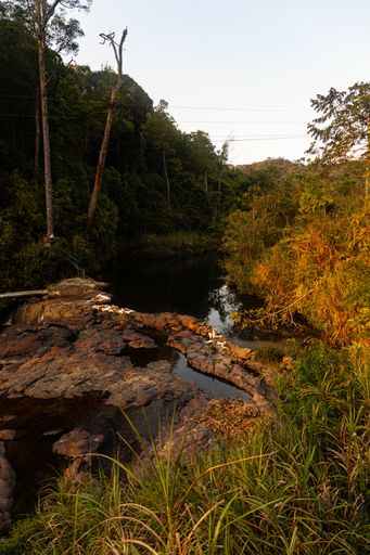 A vertical shot of a river in the middle of trees in Dalat