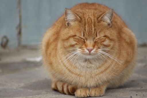 A beautiful shot of a cute fluffy kitten sitting on the ground with closed eyes