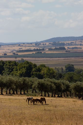 A vertical shot of a herd of horses grazing in the field.