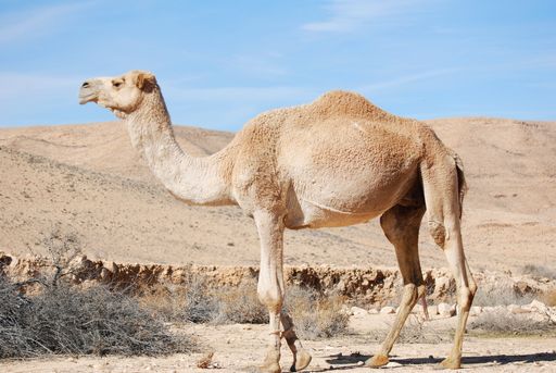 Camels in the Negev desert in Israel, crater Machtesh Ramon, Mitzpe Ramon, herds of dromedars, bedouine lifestyle
