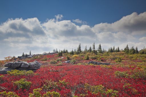 A beautiful shot of a landscape in Monongahela National Forest of West Virginia