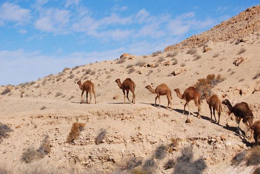 Camels in the Negev desert in Israel, crater Machtesh Ramon, Mitzpe Ramon, herds of dromedars, bedouine lifestyle