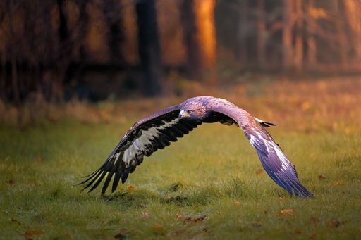 A majestic eagle flying low over a grassy field in a forest setting during golden hour.