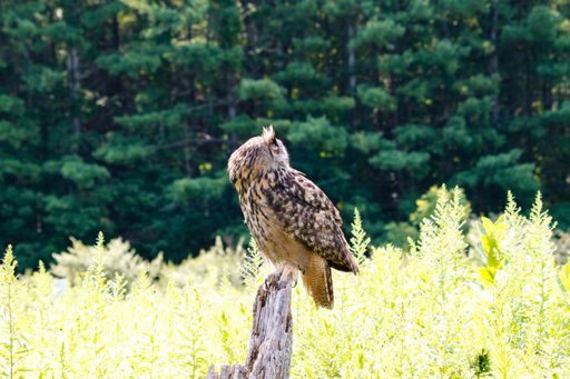 A selective of the Eurasian eagle-owl (Bubo bubo) in a greenery