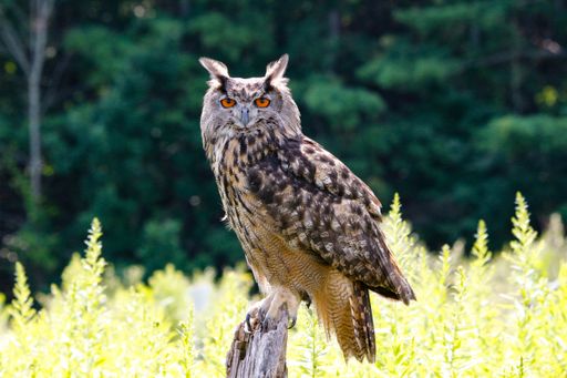 A selective of the Eurasian eagle-owl (Bubo bubo) in a greenery