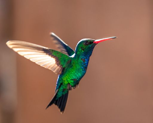 A vibrant hummingbird in mid-flight with iridescent green and blue feathers against a blurred brown background.