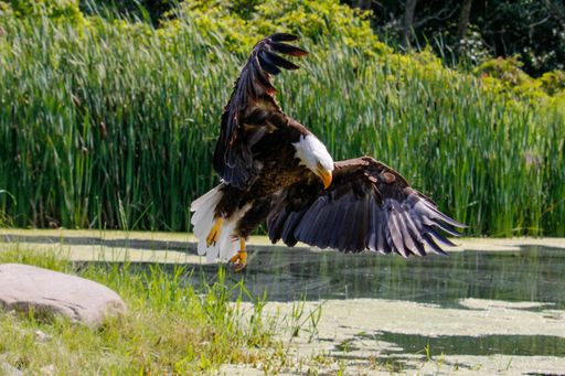 A selective of a bald eagle (Haliaeetus leucocephalus) in flight near the pond