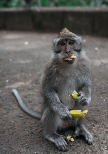 A vertical shot of a monkey standing in the street, eating a banana and looking into a camera