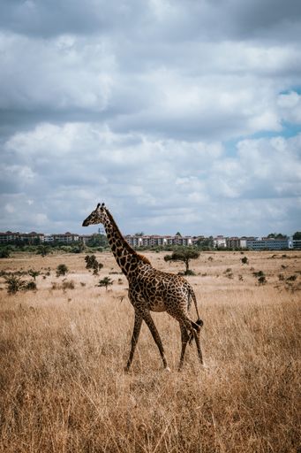A vertical shot of a baby giraffe walking in the field with dry grass