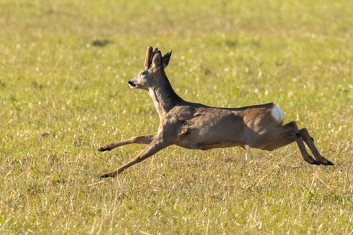 A deer gracefully leaping across a sunlit grassy field, capturing the essence of wildlife in motion.
