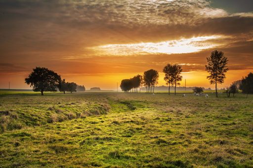 The mesmerizing view of the greenfield with trees and animals grazing on the grass during sunset