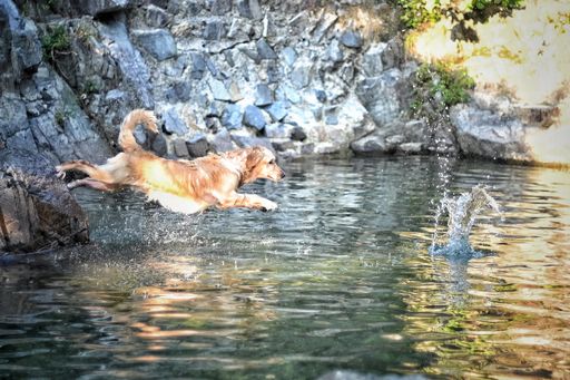 A close of of a retriever dog jumping into the reflecting water on a summer day