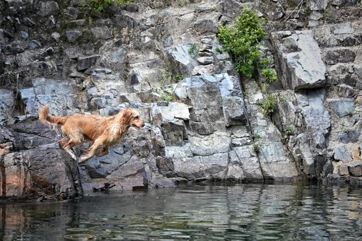 A close of of a wet cute retriever dog jumping into the reflecting water