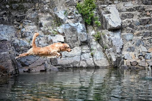 A close of of a wet cute retriever dog jumping into the reflecting water