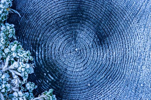 Close-up of a frosted tree stump with intricate rings and icy leaves on a winter morning, showcasing nature's beauty.
