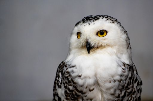 A selective of a Snowy owl (Bubo scandiacus)