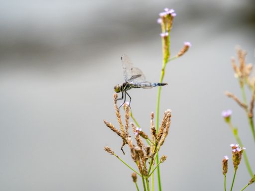 A scenic view of a Frosted skimmer dragonfly near a Japanese pond