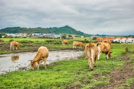 A closeup shot of cows grazing next to a pond