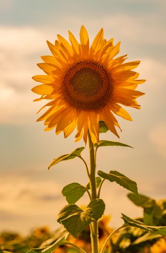 A vertical shot of a sunflower on blurred background