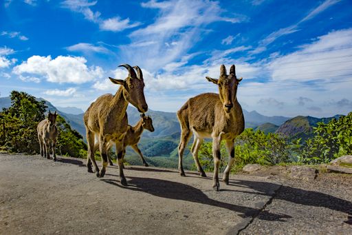 The goats in beautiful mountainous area