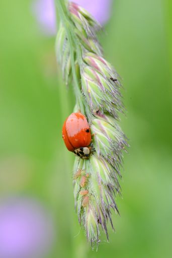 Ladybug is eating afamily of aphids on a green grass, wildlife insects, makro photography, springtime