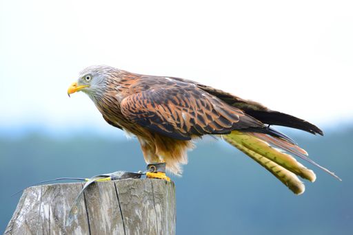 Falcon sitting on a tree stump in front of a blue sky, bird of prey, wildlife