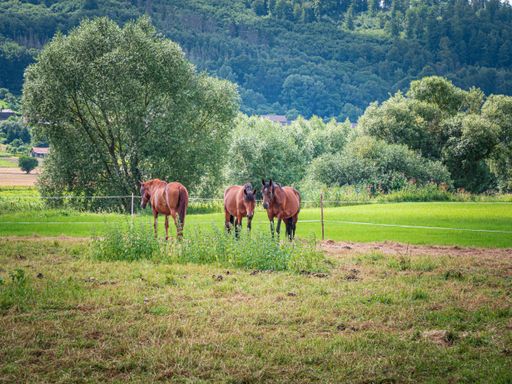 Horses standing on a meadow in summer
