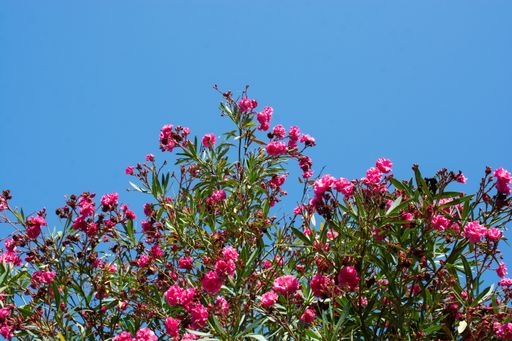 A low angle shot of pink oleander tree against clear blue sky