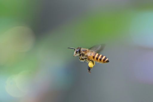 A closeup of a bee carrying nectar.