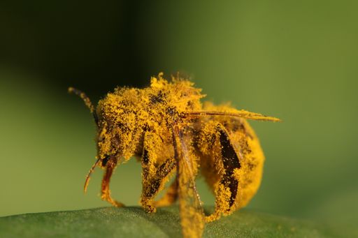 A closeup of a bee covered in yellow pollen.