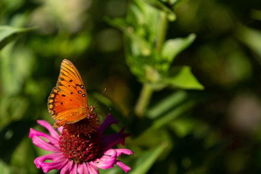 A closeup of a beautiful orange butterfly on a pink flower in the garden